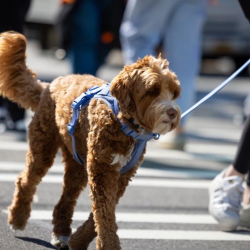 We\'re a pet-friendly community a dog wearing a harness
